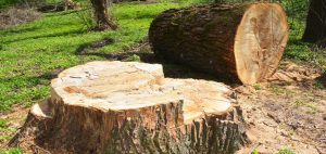 Stump removal Stump removal
