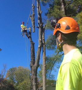 Tree Removal Service. Tree Removal Service.