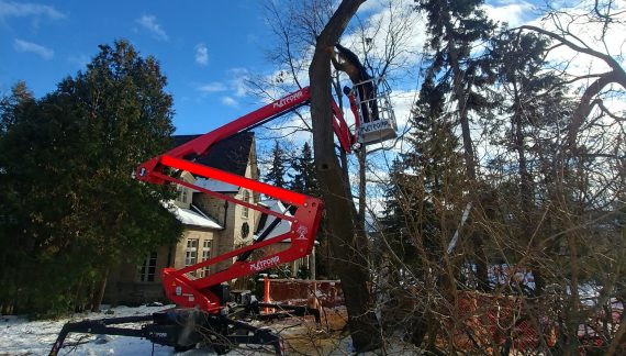 Damaged tree removal