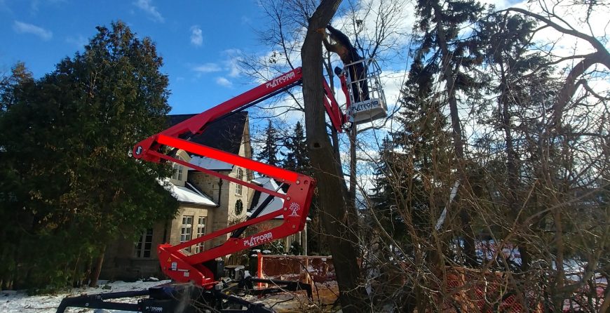 Damaged tree removal
